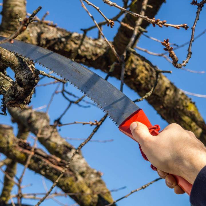 Des élagueurs expérimentés à votre service à Wissous